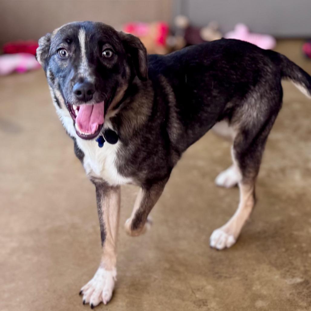 Enlarge Donut, a Adoptable mixed breed in Green Bay, WI image 6/6