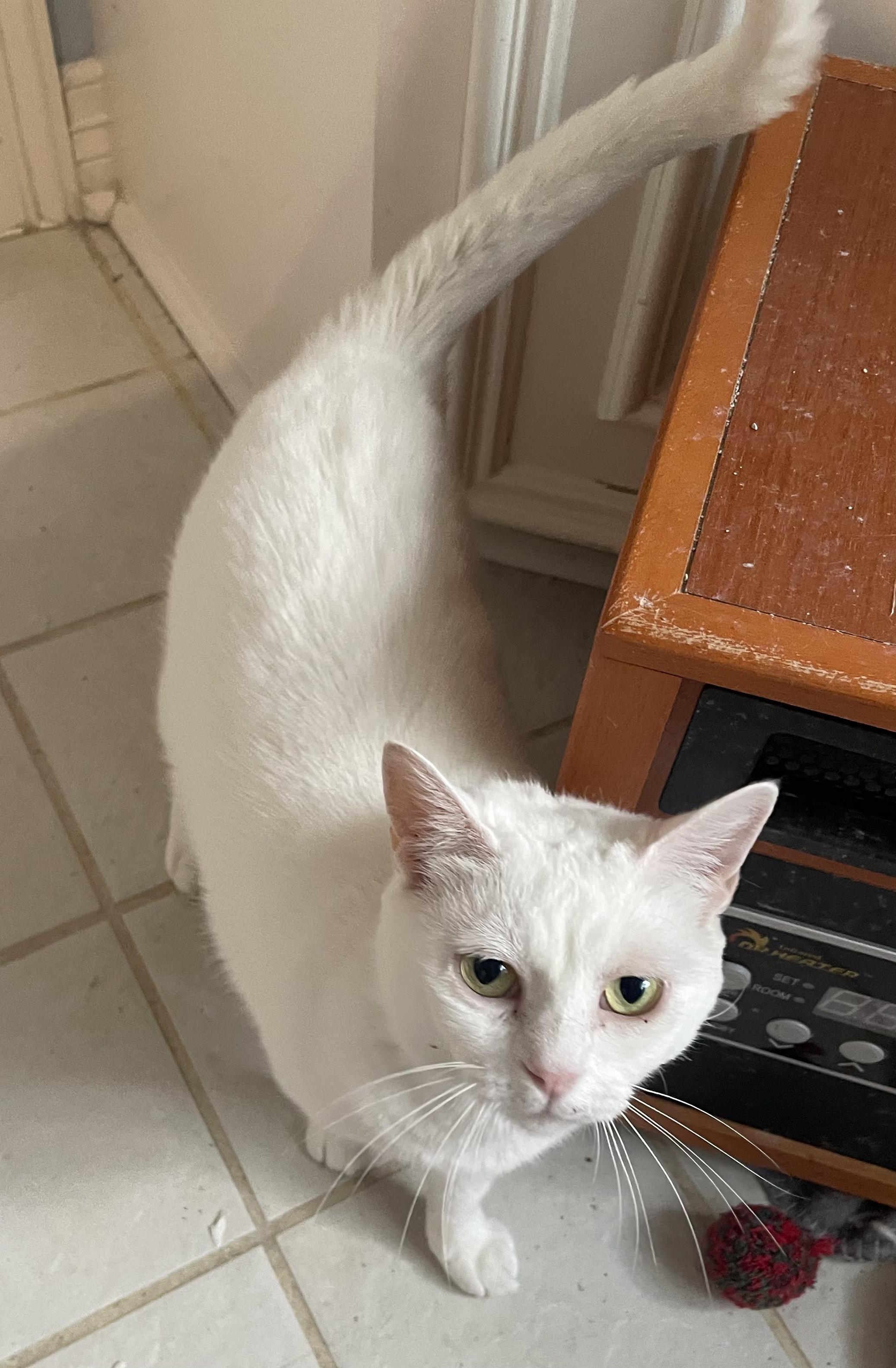 Enlarge Blanca-Portofino PetSmart, a Adoptable mixed breed in Conroe, TX image 2/4