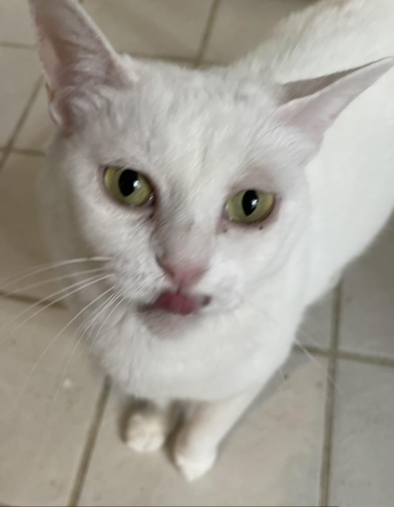 Enlarge Blanca-Portofino PetSmart, a Adoptable mixed breed in Conroe, TX image 3/4