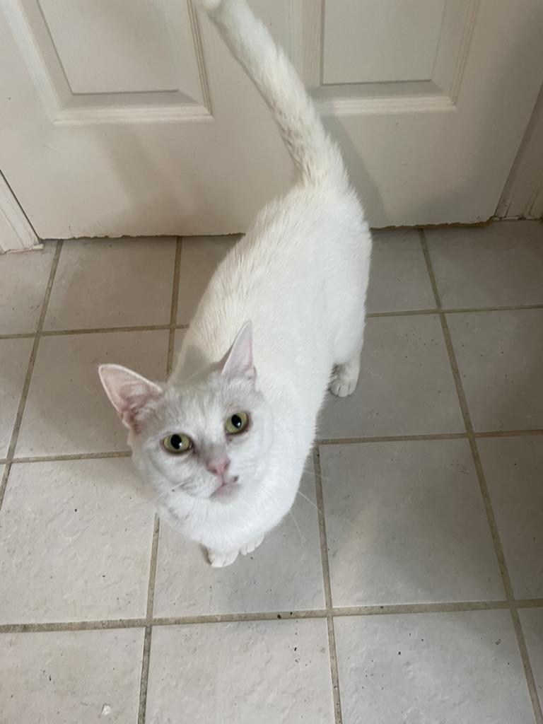 Enlarge Blanca-Portofino PetSmart, a Adoptable mixed breed in Conroe, TX image 4/4