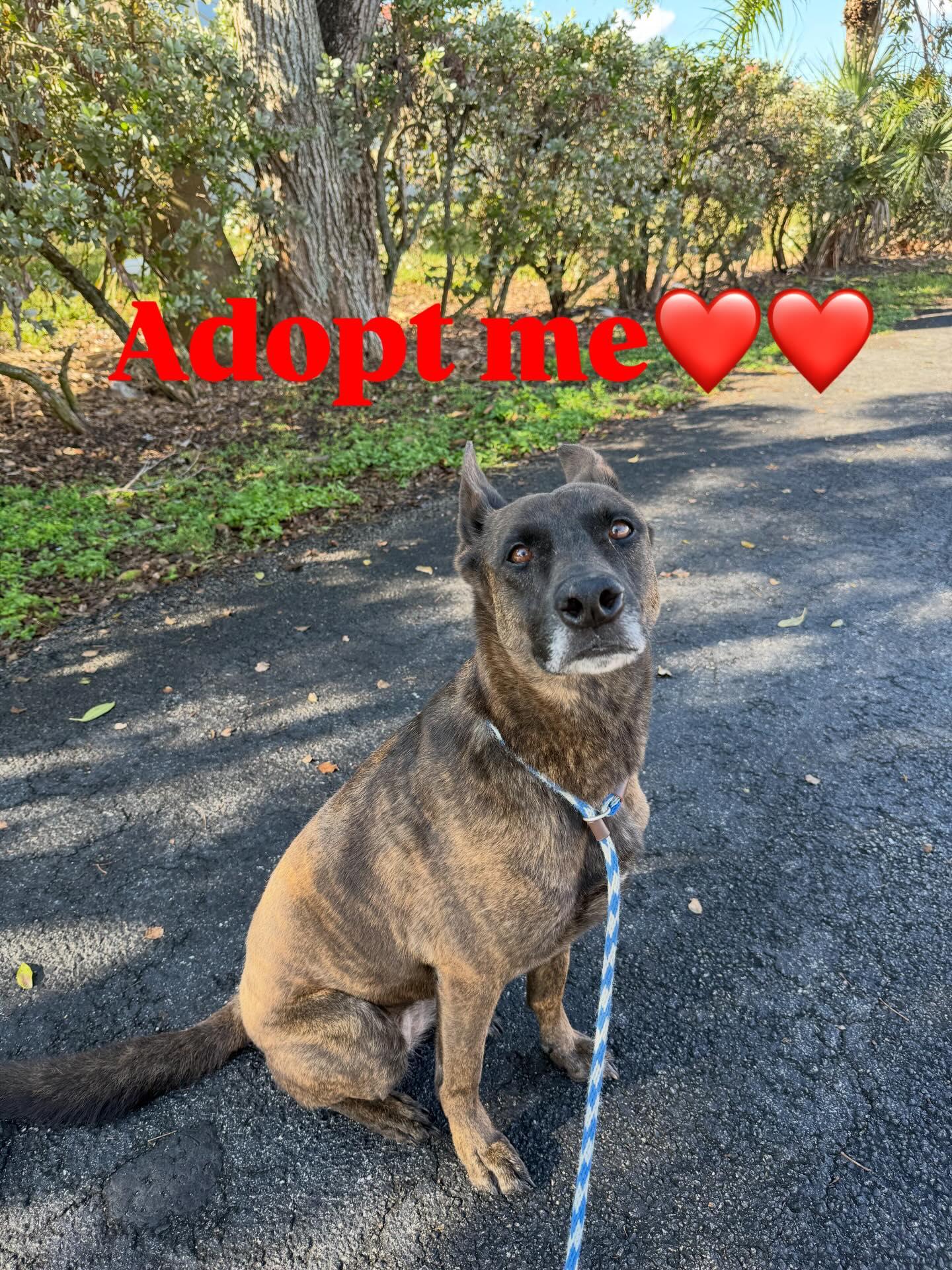 Enlarge Coffee, an adopted Dutch Shepherd in Pompano Beach, FL image 1/1