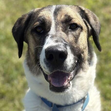 Enlarge Crumpet, a Adoptable Shepherd in Jackson, MI image 1/6