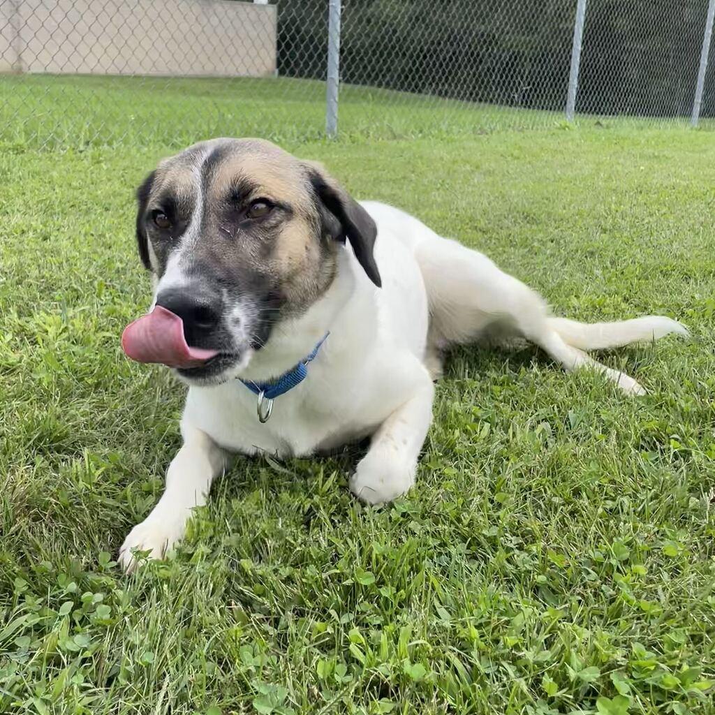 Enlarge Crumpet, a Adoptable Shepherd in Jackson, MI image 6/6