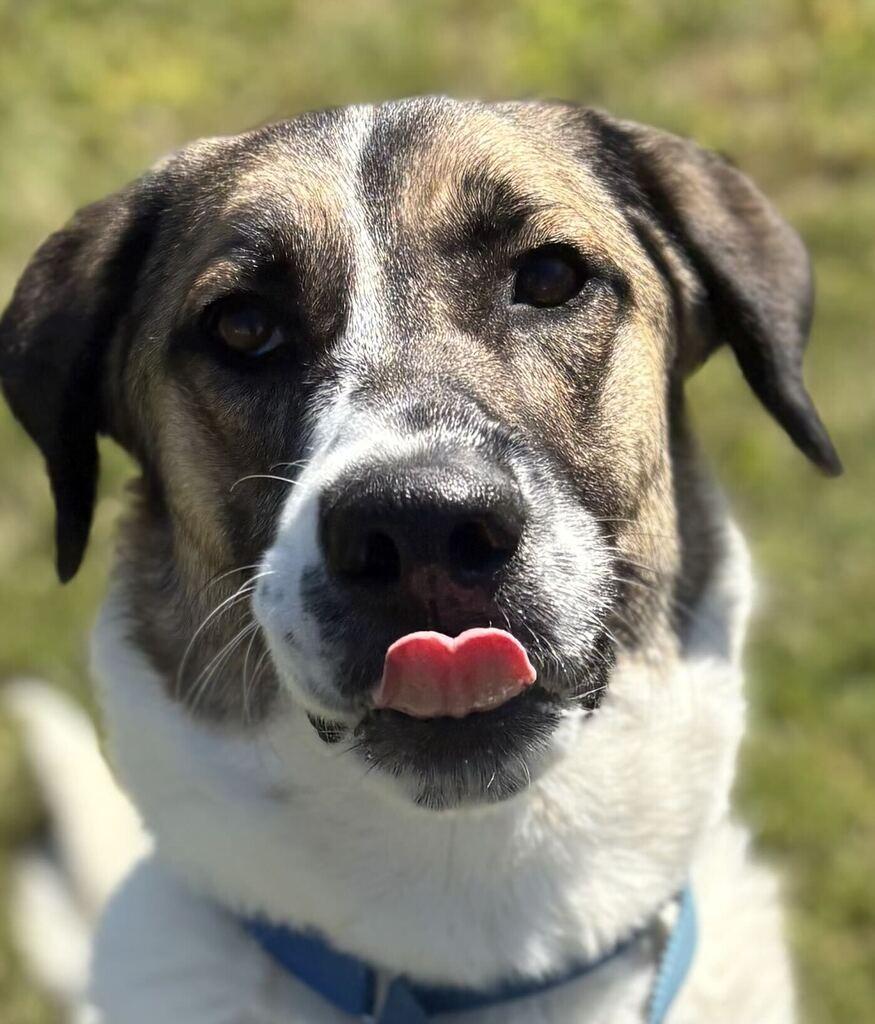 Enlarge Crumpet, a Adoptable Shepherd in Jackson, MI image 2/6