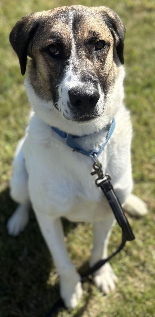 Enlarge Crumpet, a Adoptable Shepherd in Jackson, MI image 3/6