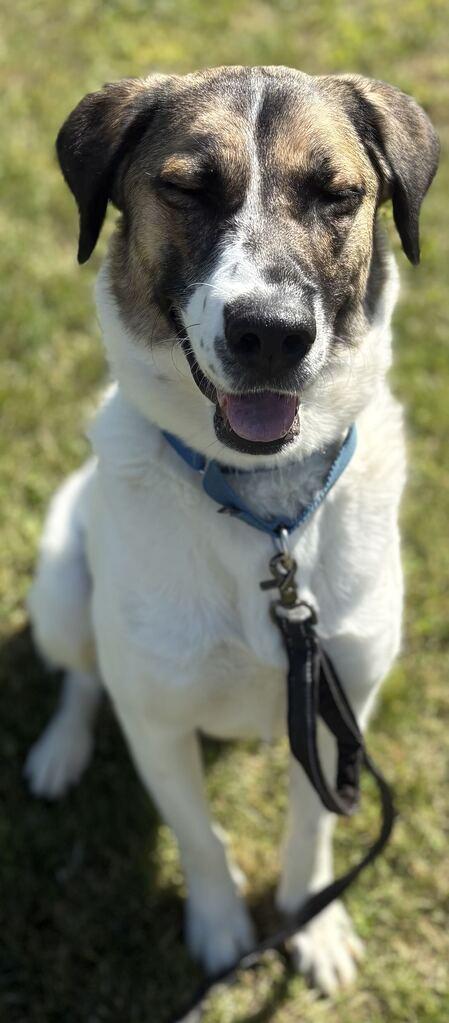 Enlarge Crumpet, a Adoptable Shepherd in Jackson, MI image 5/6