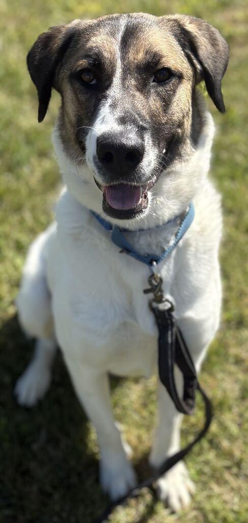Enlarge Crumpet, a Adoptable Shepherd in Jackson, MI image 4/6