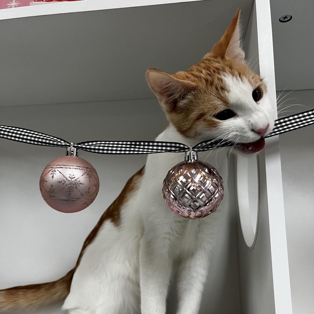 Clem, Adoptable, Young Male Domestic Short Hair.