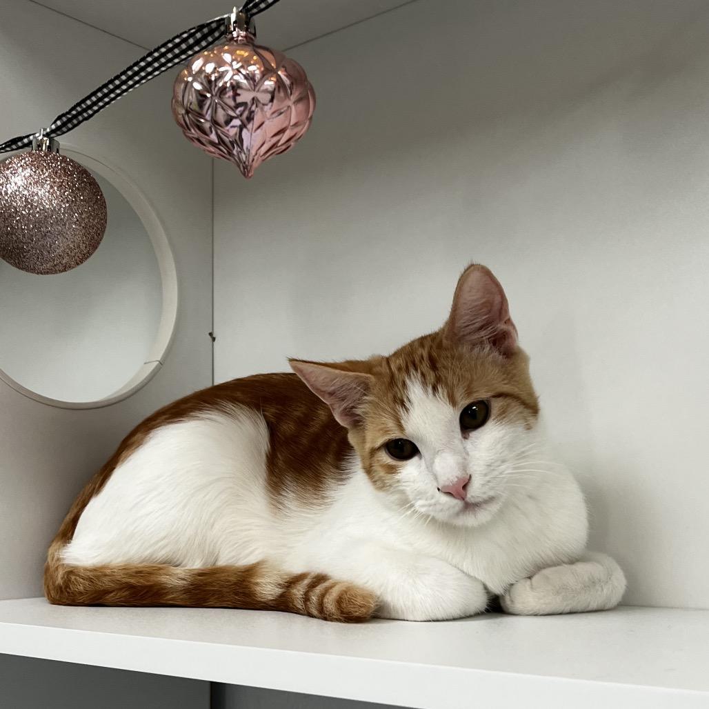 Enlarge Clem, a Adoptable Domestic Short Hair in Yucca Valley, CA image 2/6