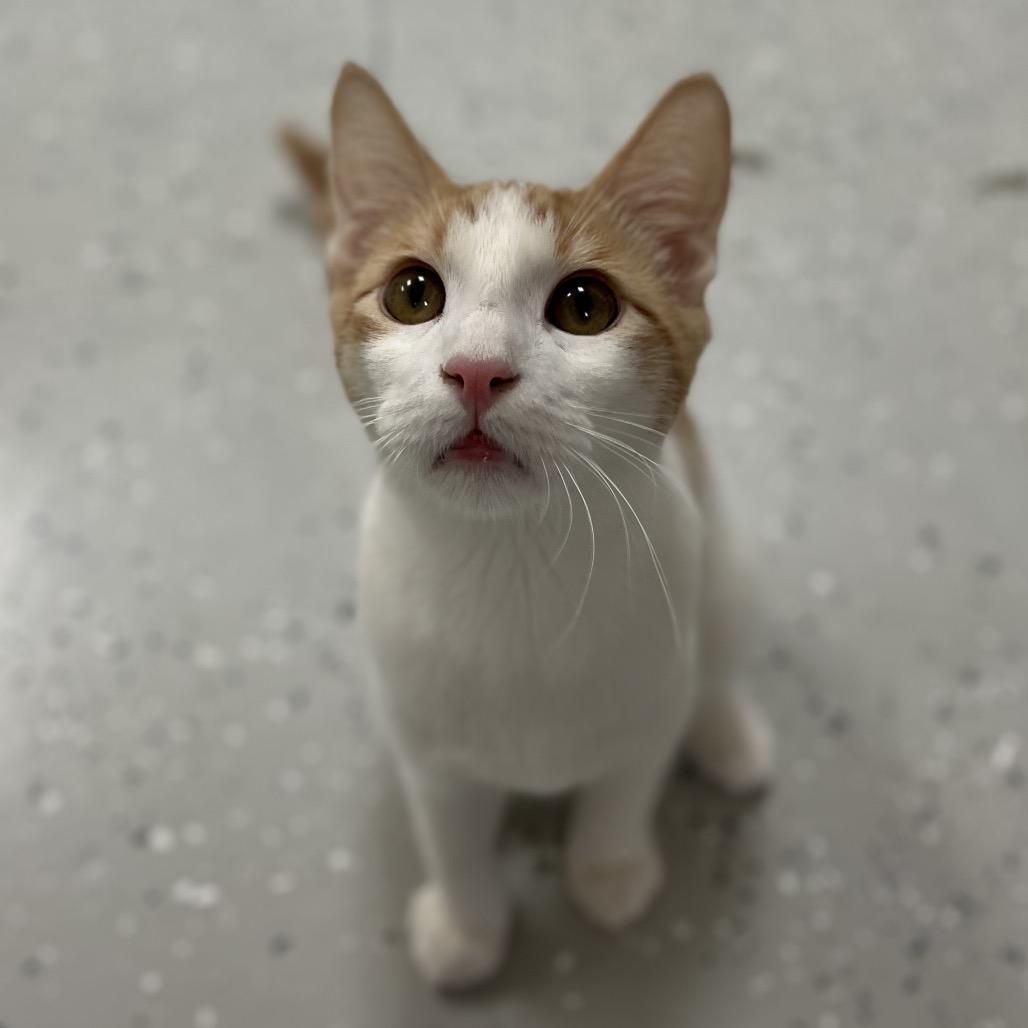 Enlarge Clem, a Adoptable Domestic Short Hair in Yucca Valley, CA image 3/6