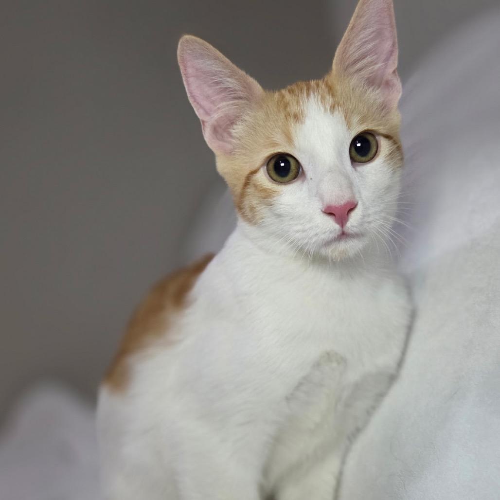 Enlarge Clem, a Adoptable Domestic Short Hair in Yucca Valley, CA image 5/6