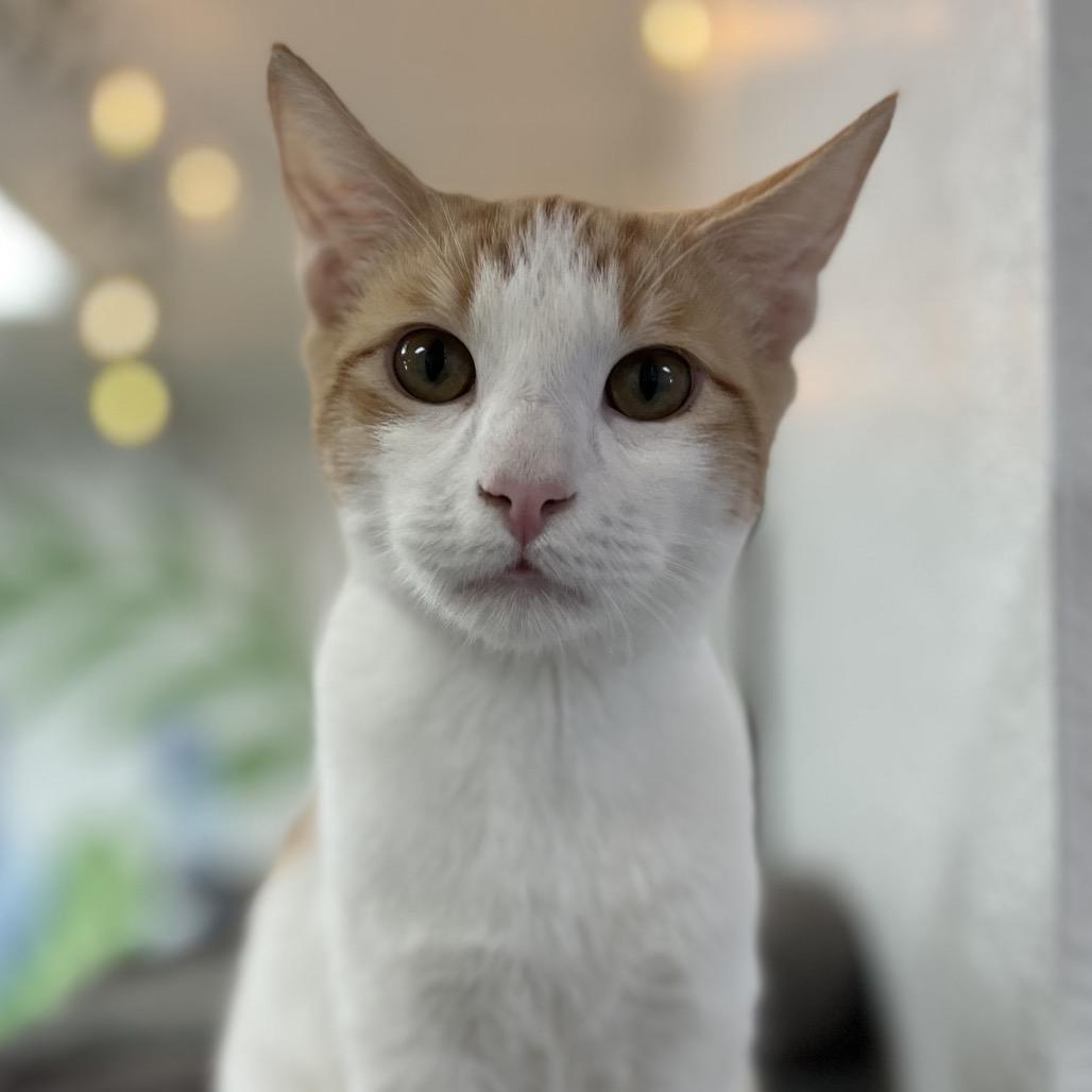 Enlarge Clem, a Adoptable Domestic Short Hair in Yucca Valley, CA image 6/6