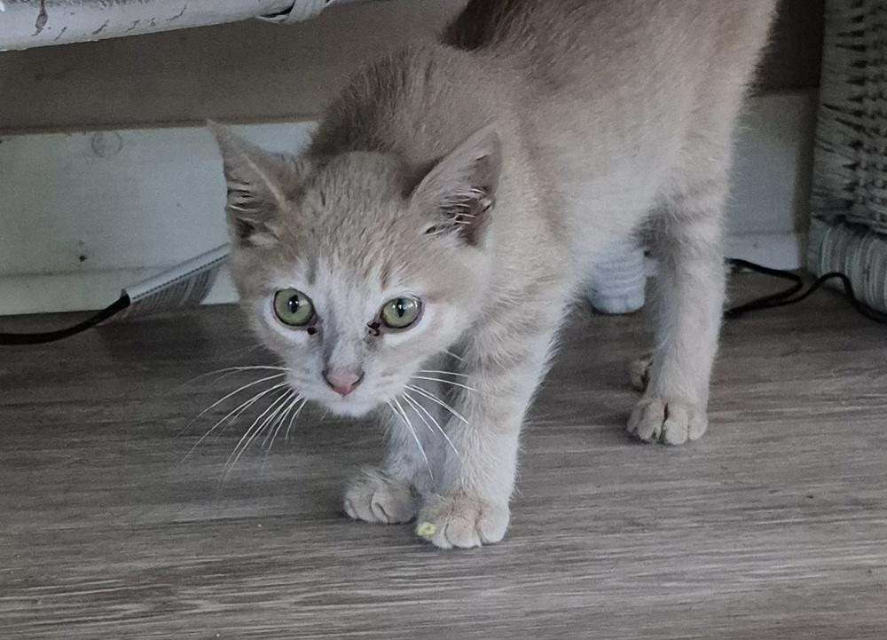 Dylan, Adoptable, Kitten Male Domestic Short Hair.