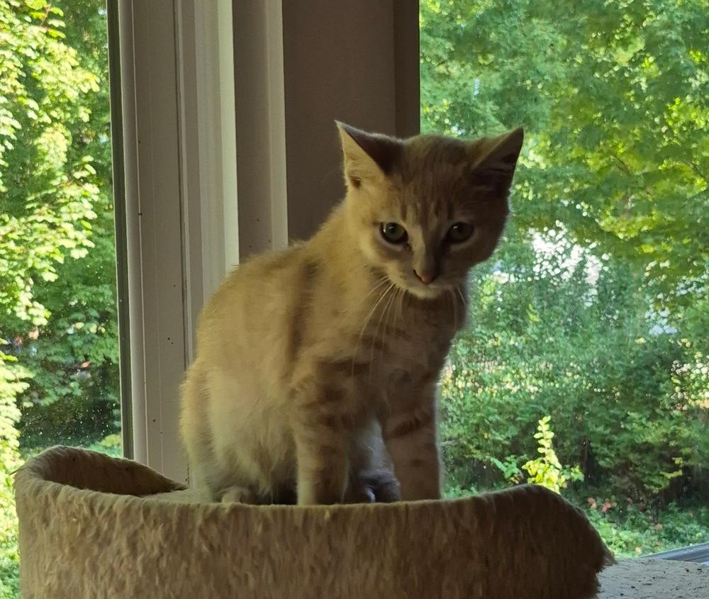 Dylan, a Adoptable mixed breed in South Bend, IN image 2/5