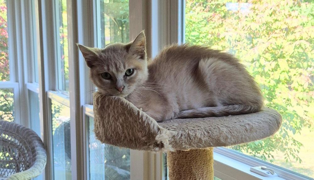 Dylan, a Adoptable mixed breed in South Bend, IN image 3/5