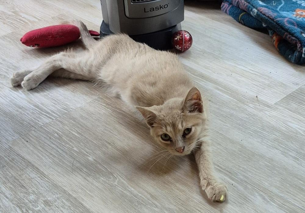 Dylan, a Adoptable mixed breed in South Bend, IN image 4/5