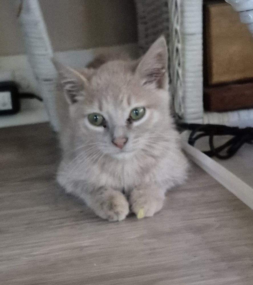 Dylan, a Adoptable mixed breed in South Bend, IN image 5/5