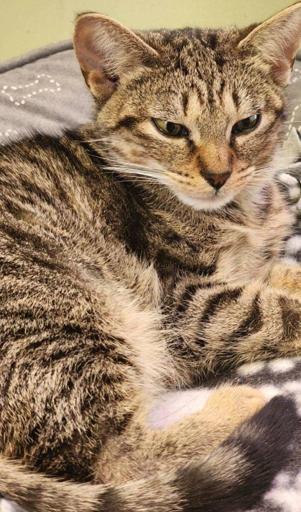 TEDDIE, a Adoptable mixed breed in Muskegon, MI image 1/6