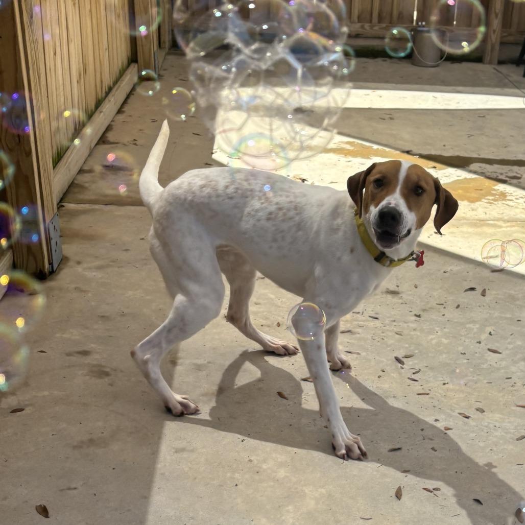 Gus, Adoptable, Adult Male Hound & Spaniel.