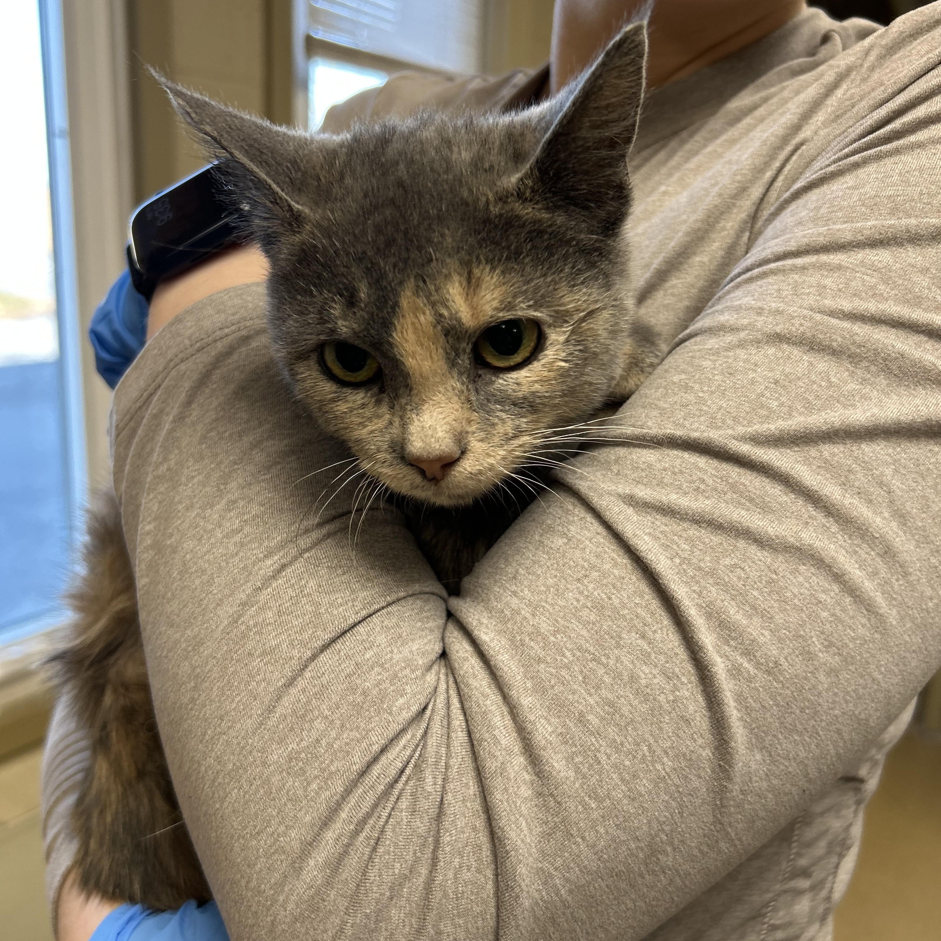 Enlarge Indie, an adopted Domestic Short Hair in Myerstown, PA image 1/1