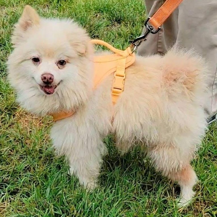 Popcorn, an adoptable Pomeranian in Severn, MD image 2/6