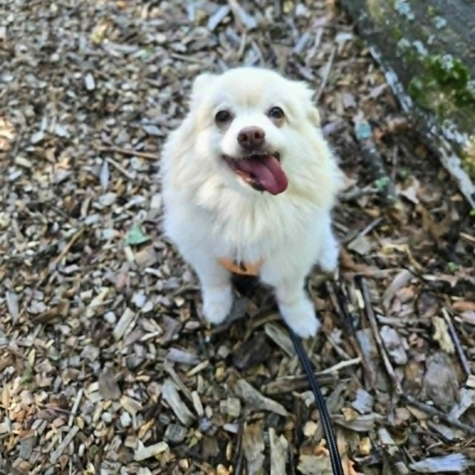 Popcorn, an adoptable Pomeranian in Severn, MD image 6/6