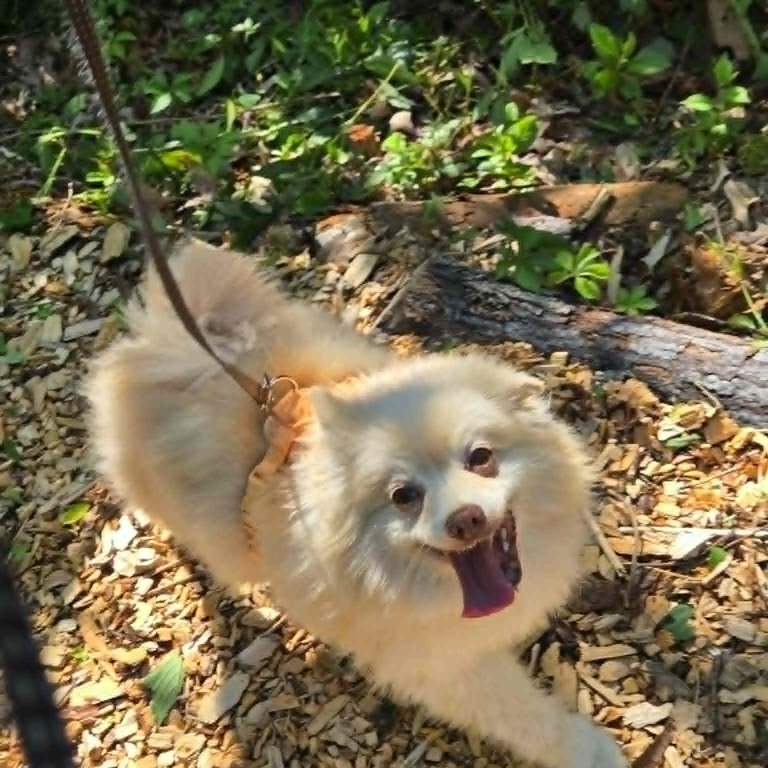 Popcorn, an adoptable Pomeranian in Severn, MD image 4/6