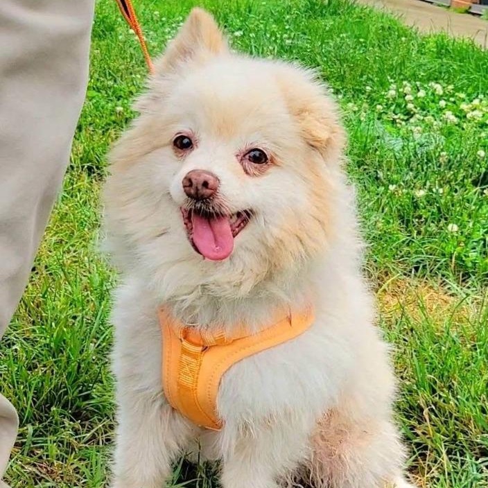 Popcorn, an adoptable Pomeranian in Severn, MD image 3/6