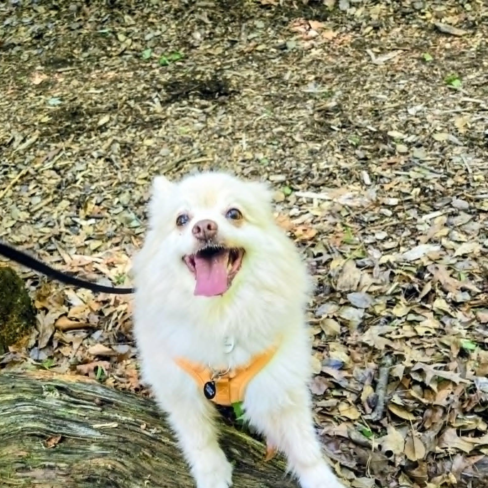 Popcorn, an adoptable Pomeranian in Severn, MD image 5/6