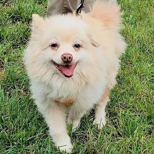 Popcorn, adoptable, Senior Male Pomeranian.