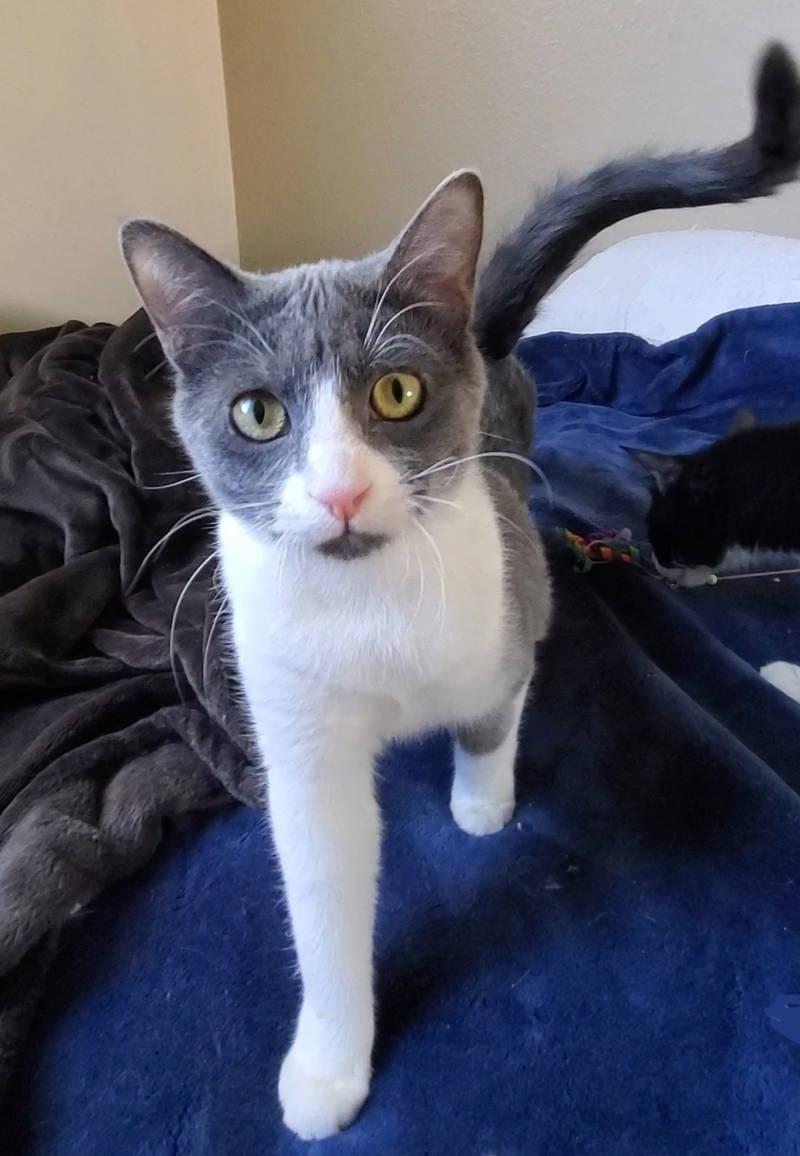 Jolene, ADOPTABLE, Young Female Domestic Short Hair.