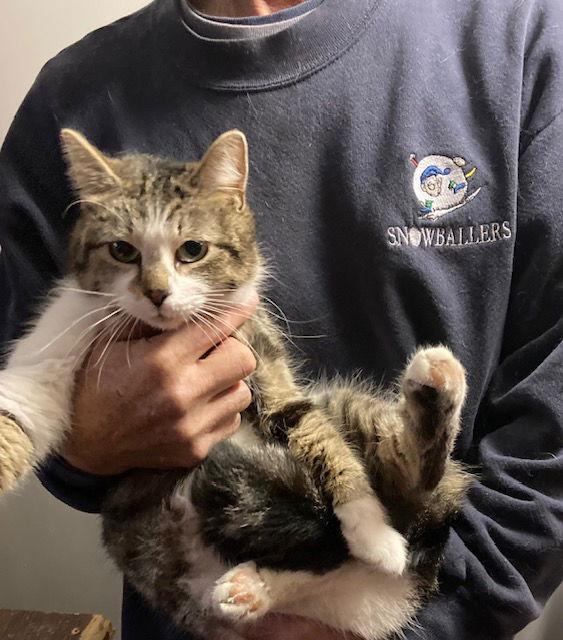 Mallie, Adopted, Young Female Domestic Short Hair & Calico.