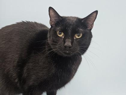 Loki, Adoptable, Adult Male Domestic Short Hair & Domestic Short Hair.