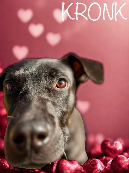 Kronk, Adoptable, Puppy Male Retriever & Mixed Breed.