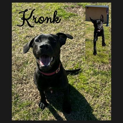 Enlarge Kronk, a Adoptable mixed breed in Longview, TX image 2/2