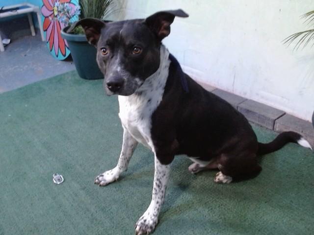 ROSCOE, Adoptable, Adult Male Australian Cattle Dog / Blue Heeler.