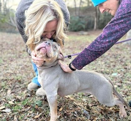 Indie, a Adoptable mixed breed in Malvern, PA image 1/3