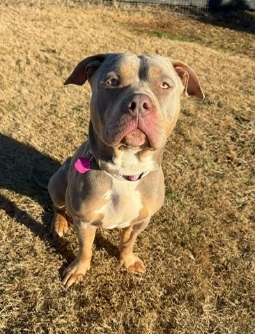 Indie, a Adoptable mixed breed in Malvern, PA image 2/3