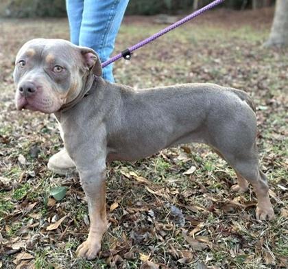 Indie, a Adoptable mixed breed in Malvern, PA image 3/3