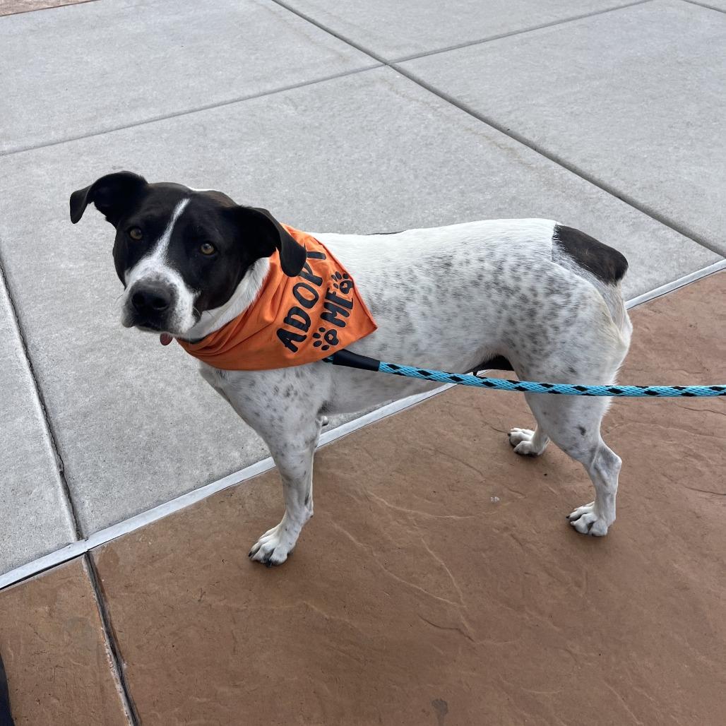 Lilo, Adoptable, Adult Female English Pointer & Mixed Breed.