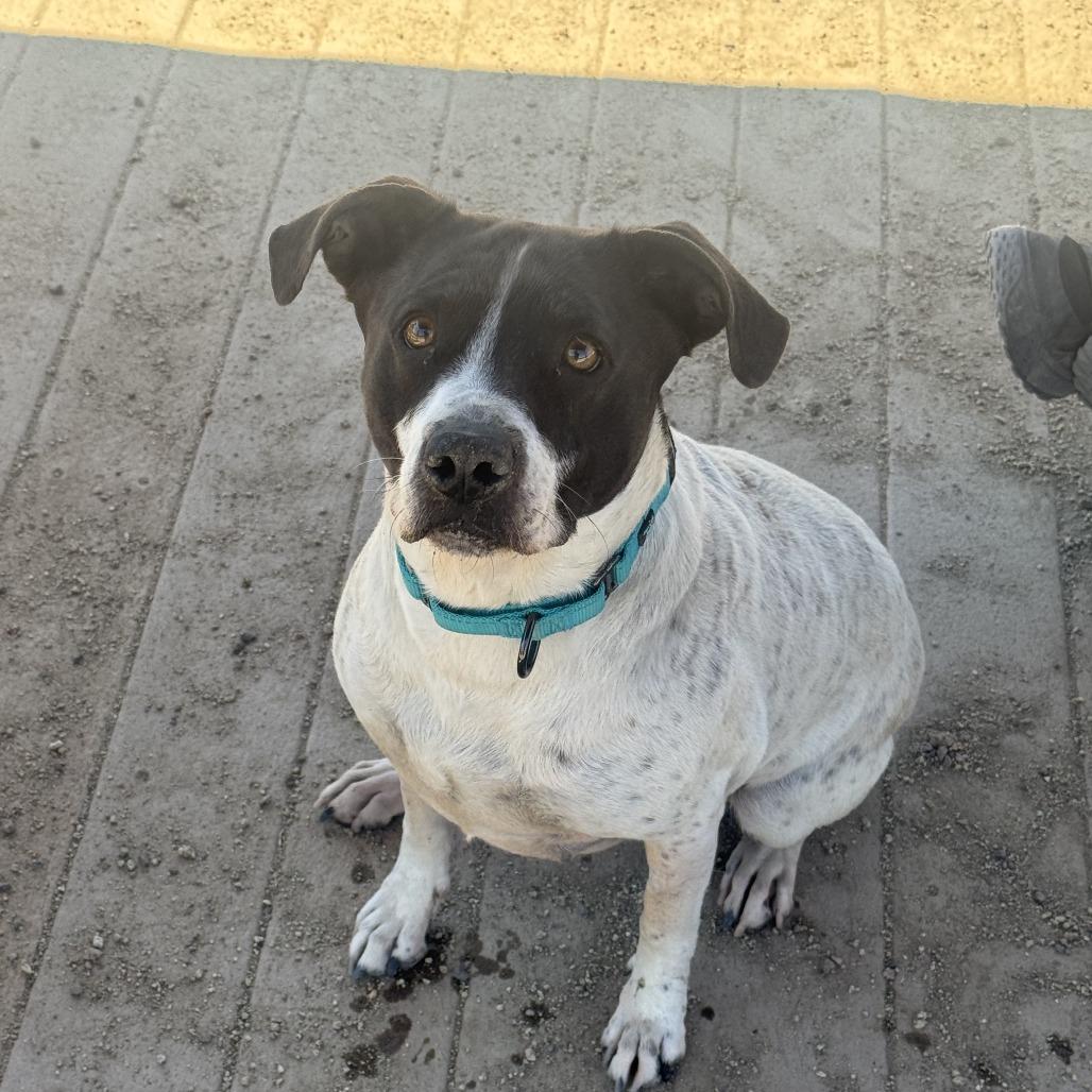 Enlarge Lilo, a Adoptable mixed breed in Stagecoach, NV image 2/3