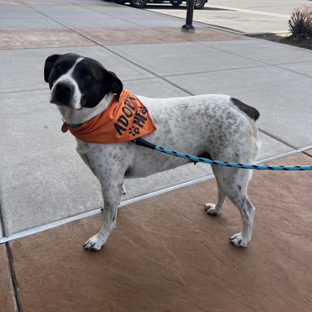 Enlarge Lilo, a Adoptable mixed breed in Stagecoach, NV image 3/3
