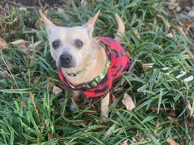 BUFFY, ADOPTABLE, Adult Male Chihuahua.