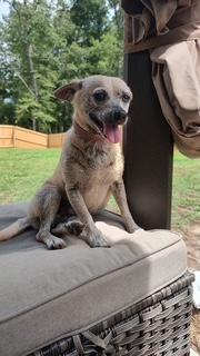 Enlarge BUFFY, a ADOPTABLE Chihuahua in Cary, NC image 3/3