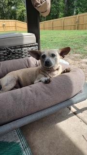 Enlarge BUFFY, a ADOPTABLE Chihuahua in Cary, NC image 2/3