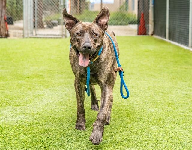 ARNOLD, Adoptable, Adult Male Pit Bull Terrier.