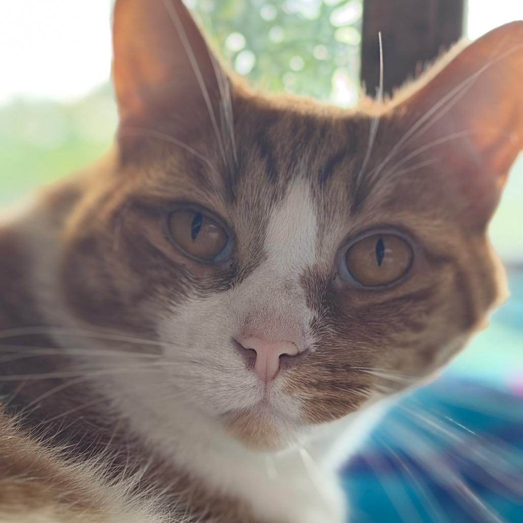 Sullivan 28C25, Adoptable, Adult Male Domestic Short Hair.