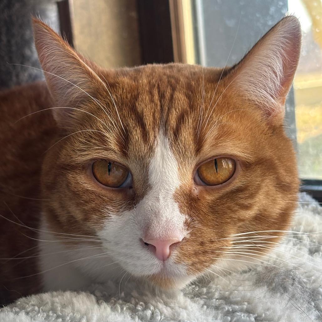 Sullivan 28C25, Adoptable, Adult Male Domestic Short Hair.