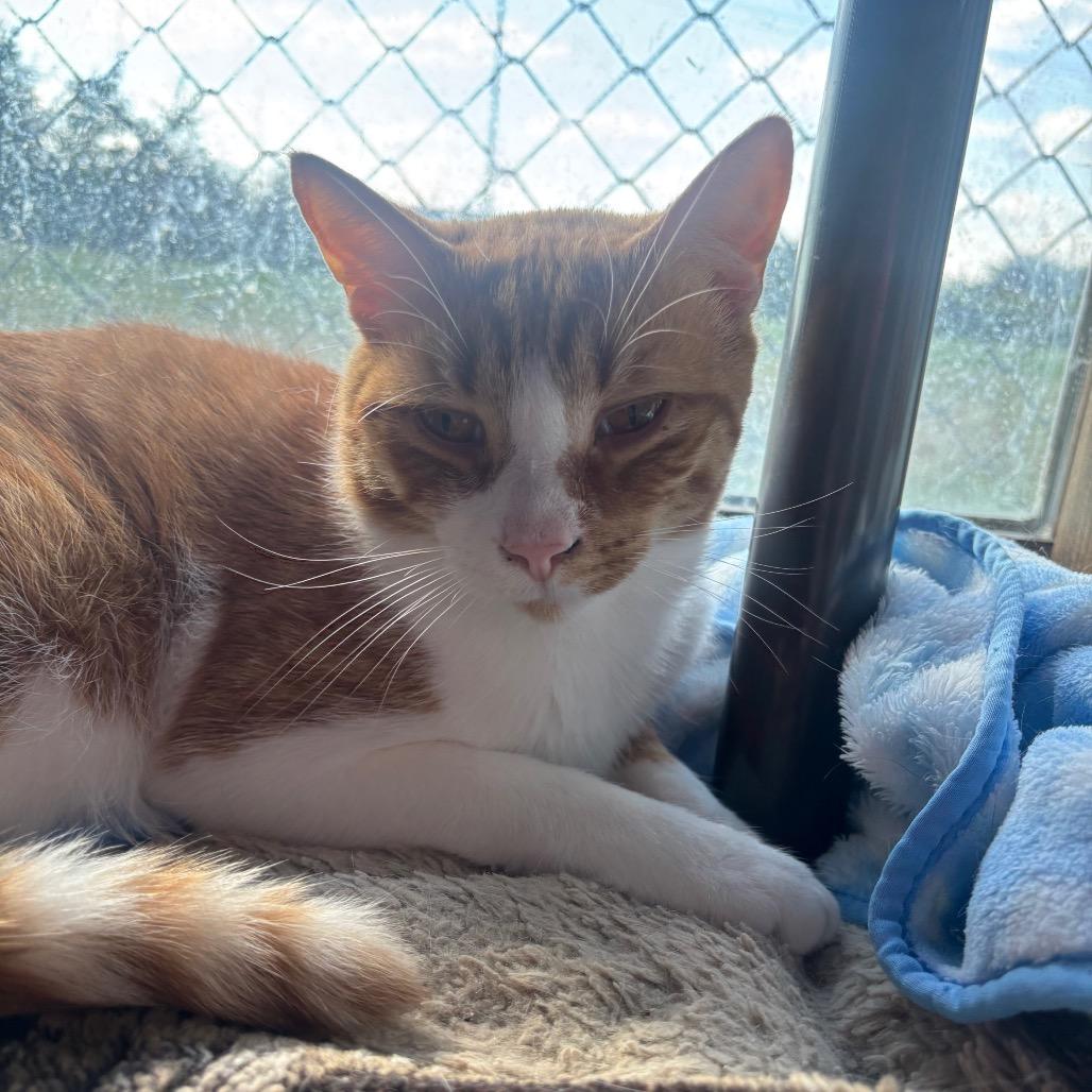 Enlarge Sullivan 28C25, a Adoptable Domestic Short Hair in Napoleon, OH image 2/6