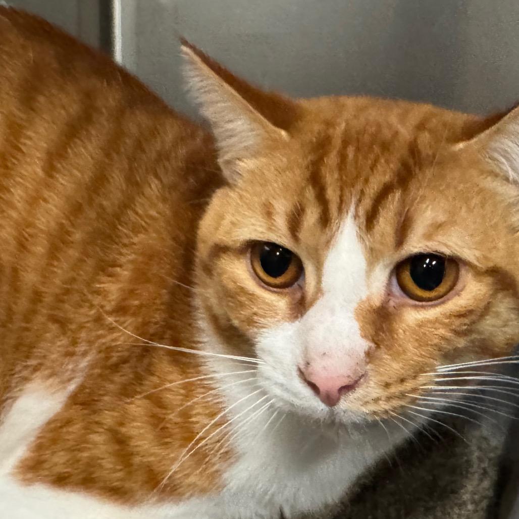 Enlarge Sullivan 28C25, a Adoptable Domestic Short Hair in Napoleon, OH image 3/6